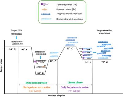 An advanced and efficient asymmetric PCR method for microarray applications